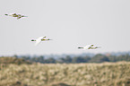 white spoonbills