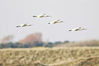 white spoonbills