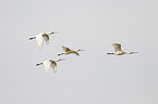white spoonbills