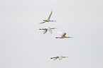 white spoonbills