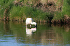white spoonbill