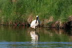 white spoonbill