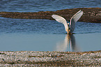 white spoonbill