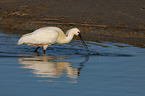white spoonbill
