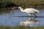 white spoonbill