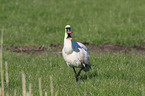 white spoonbill