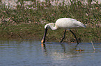 white spoonbill