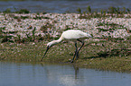 white spoonbill