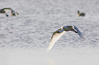 white spoonbills