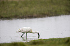 white spoonbill