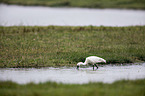 white spoonbill