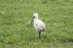 white spoonbill