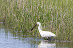 white spoonbill