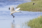 white spoonbill