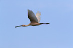 white spoonbill