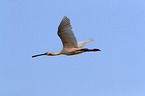 white spoonbill