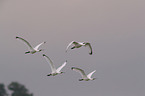 white spoonbills