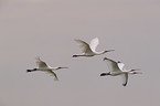 white spoonbills