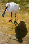 white spoonbill