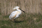 white spoonbill