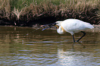white spoonbill