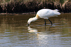 white spoonbill