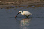 white spoonbill