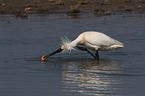 white spoonbill