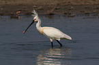 white spoonbill