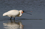 white spoonbill