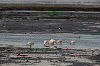 standing White Spoonbill