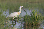 White Spoonbill in water
