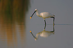 spoonbill