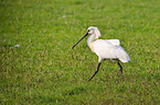 spoonbill