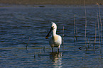 spoonbill