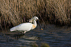 spoonbill