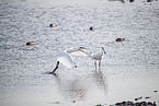 spoonbills