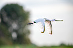 spoonbill