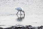 spoonbill