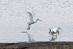 spoonbills