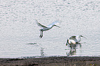 spoonbills