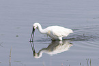 white spoonbill