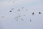 spoonbill