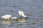 spoonbill