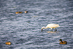 spoonbill