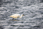 spoonbill