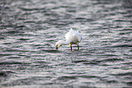 spoonbill