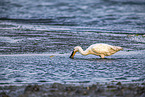 spoonbill