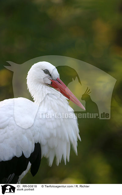 Storchenportrait / stork portrait / RR-00818