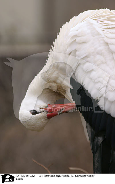 Weißstorch / Stork / SS-01022